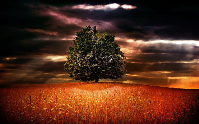 Lone tree field cloudy sky #30 free wallpaper for desktop - medium preview image