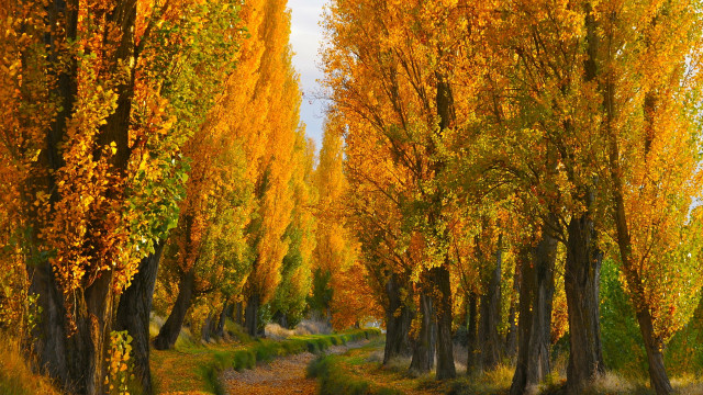 Autumn grove path yellow leaves free wallpaper for desktop - medium preview image