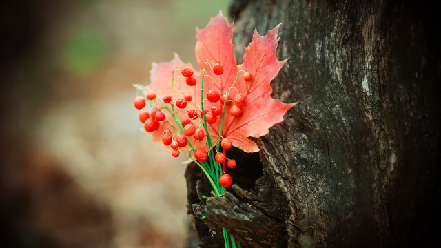 Branch berries red leaf macro free wallpaper for desktop - medium preview image