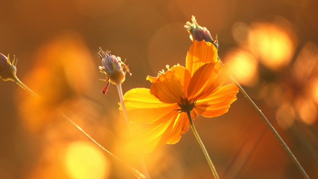 Flower blurry background macro autumn free wallpaper for desktop - medium preview image