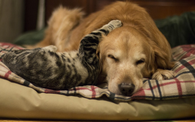 Cat dog bed blanket sleeping free wallpaper for desktop - medium preview image