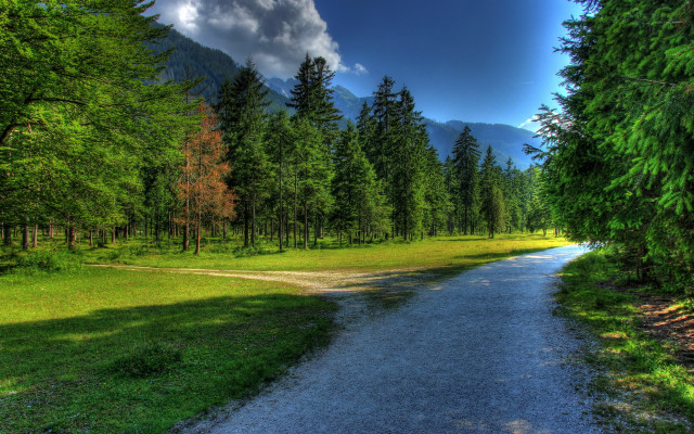 Forest road grassy field path free wallpaper for desktop - medium preview image