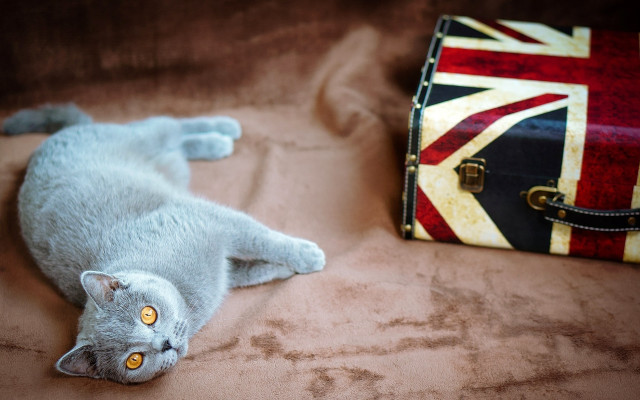Cat suitcase britishflag bed artsandcrafts free wallpaper for desktop - medium preview image