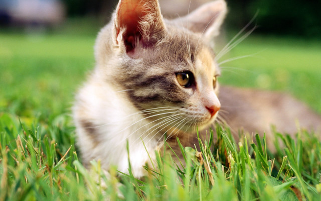 Cat grass outdoors nature blurry free wallpaper for desktop - medium preview image