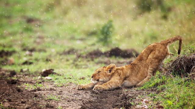 Lion cub playing rain grass free wallpaper for desktop - medium preview image