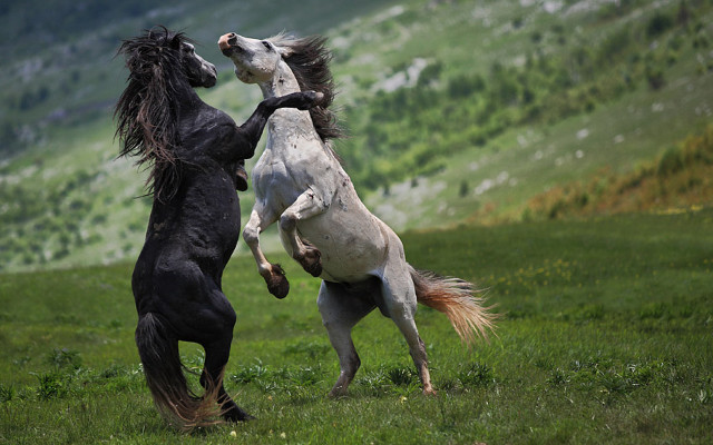 Horses fighting field mountains rearing free wallpaper for desktop - medium preview image