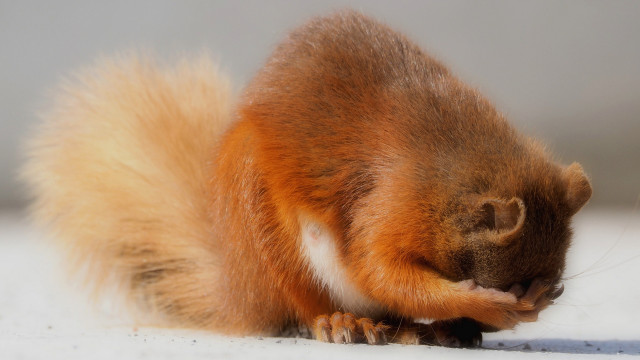 Squirrel eating ground open mouth free wallpaper for desktop - medium preview image