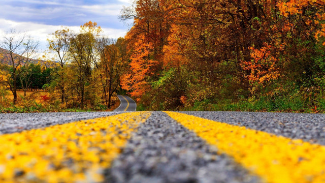Forest road autumn leaves fire free wallpaper for desktop - medium preview image