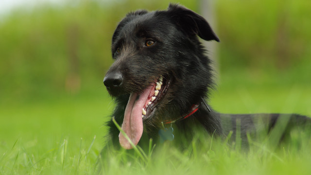 Black dog tongue out grass free wallpaper for desktop - medium preview image