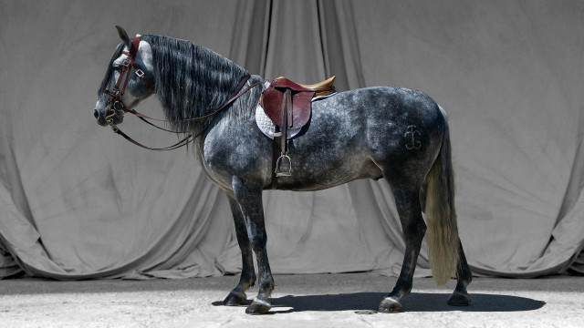 Horse saddle curtained black white free wallpaper for desktop - medium preview image