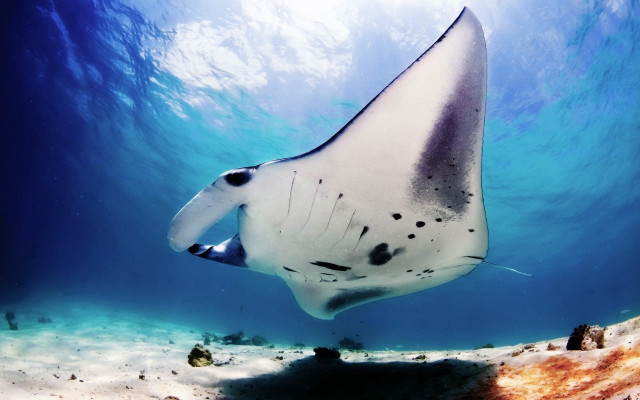 Large fish beach sunbeam ocean free wallpaper for desktop - medium preview image