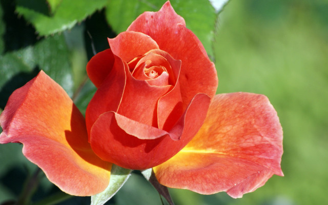 Red rose yellow center green free wallpaper for desktop - medium preview image