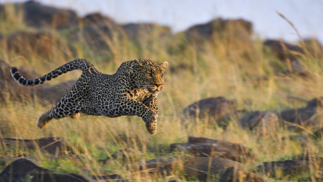 Leopard jumping arabesque wildlife blurry free wallpaper for desktop - medium preview image