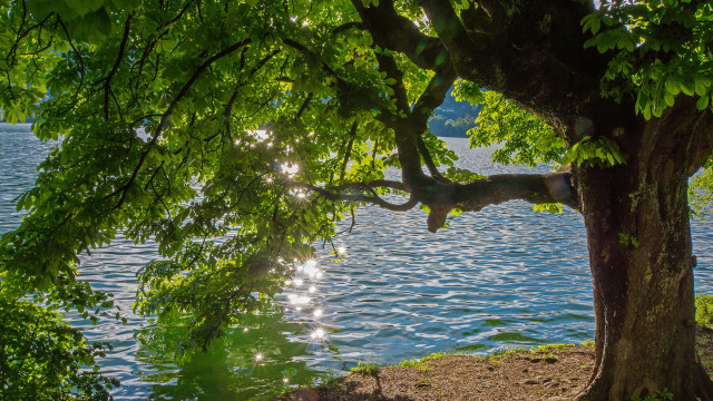 Tree branch water boat sunlight free wallpaper for desktop - medium preview image