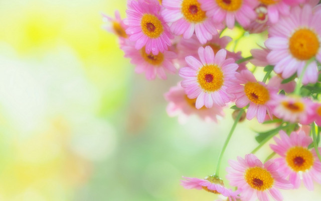 Pink flowers yellow centers macro free wallpaper for desktop - medium preview image