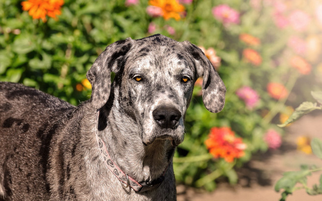 Dog flower garden bokeh shiba free wallpaper for desktop - medium preview image