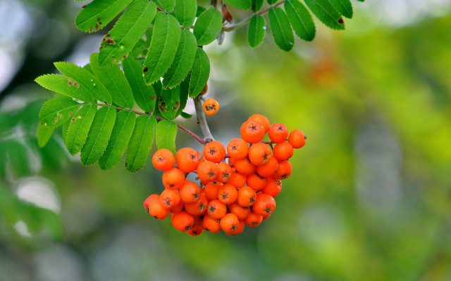 Berries hanging branch leaves blurry free wallpaper for desktop - medium preview image