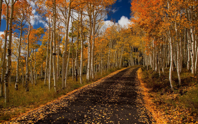Dirt road orange leaves blue free wallpaper for desktop - medium preview image