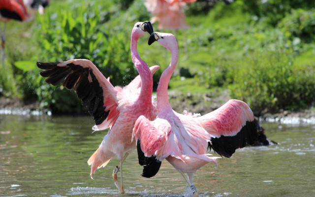 Flamingos spread wings water kitsch free wallpaper for desktop - medium preview image