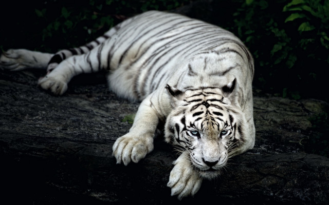 White tiger rock night closed free wallpaper for desktop - medium preview image