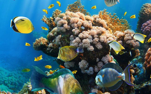Coral reef fish underwater environmental #2 free wallpaper for desktop - medium preview image
