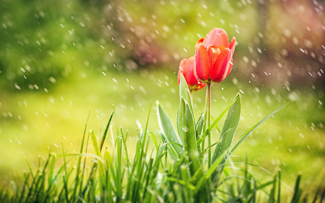 Red flower rainy green lawn free wallpaper for desktop - medium preview image