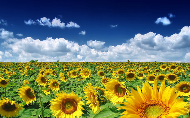 Sunflower field blue sky clouds #8 free wallpaper for desktop - medium preview image