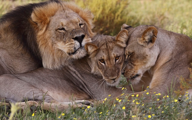 Lions laying down grass flower free wallpaper for desktop - medium preview image