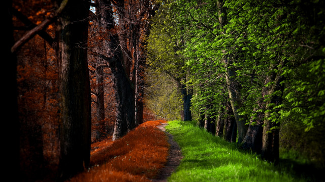 Woodland path green grass trees free wallpaper for desktop - medium preview image