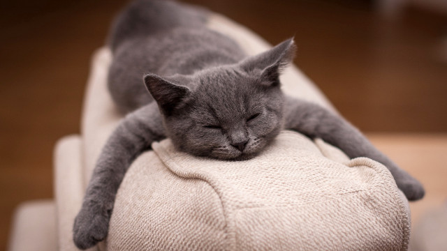 Gray cat sleeping white cushion #2 free wallpaper for desktop - medium preview image