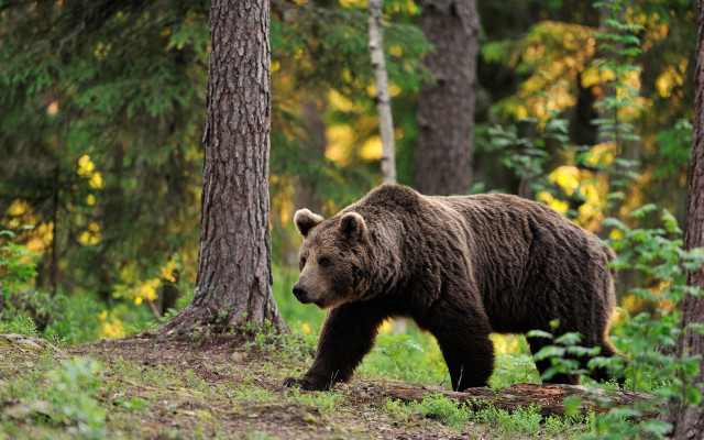 Brown bear forest wildlife naturalism free wallpaper for desktop - medium preview image