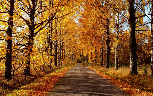 Autumn leaves forest sunset fence free wallpaper for desktop - medium preview image