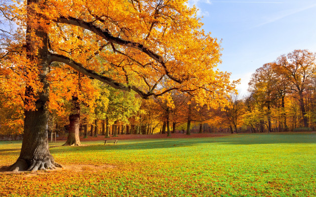 Park bench trees yellow leaves free wallpaper for desktop - medium preview image