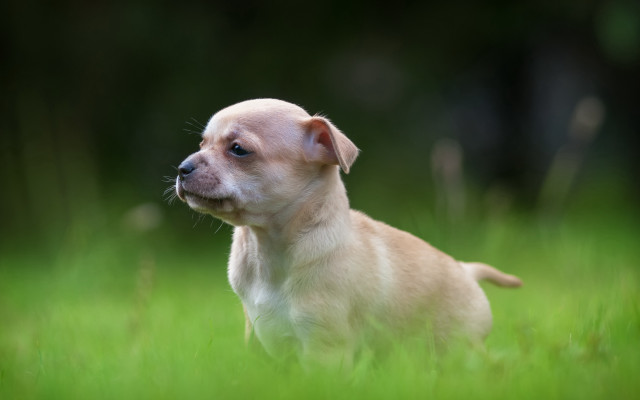 Small dog green grass blurry free wallpaper for desktop - medium preview image