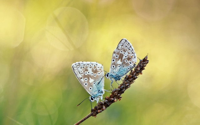 Butterflies plant blurry background macro free wallpaper for desktop - medium preview image