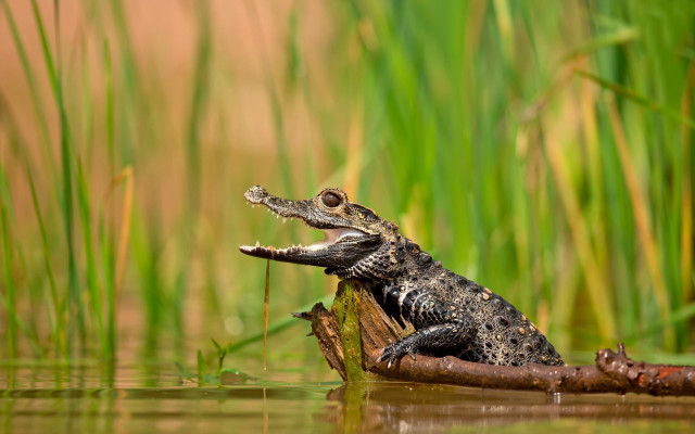 Small alligator log water mouth free wallpaper for desktop - medium preview image