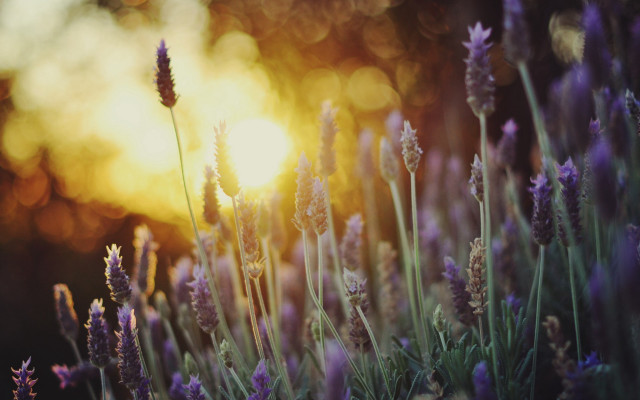 Lavender field sunset reflection outdoors free wallpaper for desktop - medium preview image