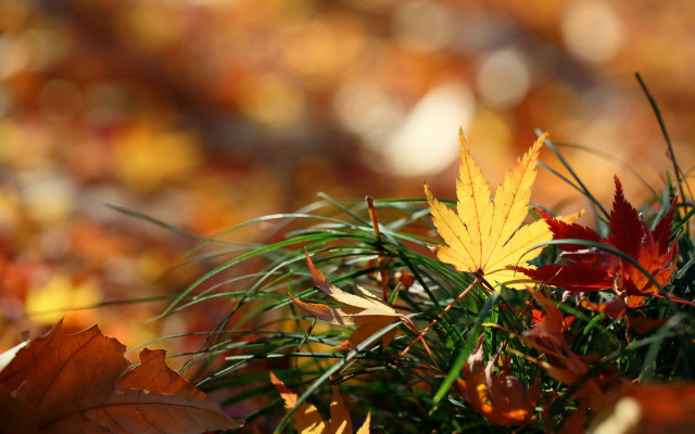 Autumn leaves blurry background bokeh free wallpaper for desktop - medium preview image