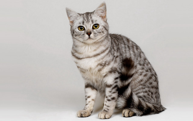 Cat gray striped background realistic free wallpaper for desktop - medium preview image