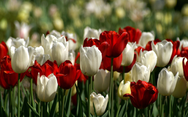 Red tulips blurry flower field free wallpaper for desktop - medium preview image