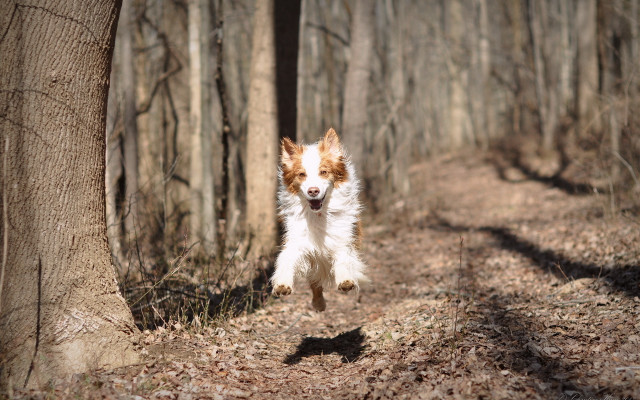 Dog running forest trail bare free wallpaper for desktop - medium preview image