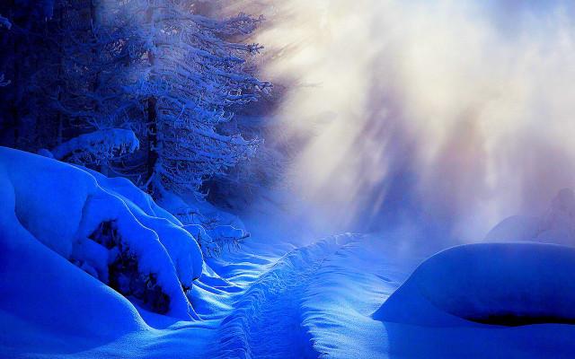 Snowy forest snowboarder mist magic free wallpaper for desktop - medium preview image