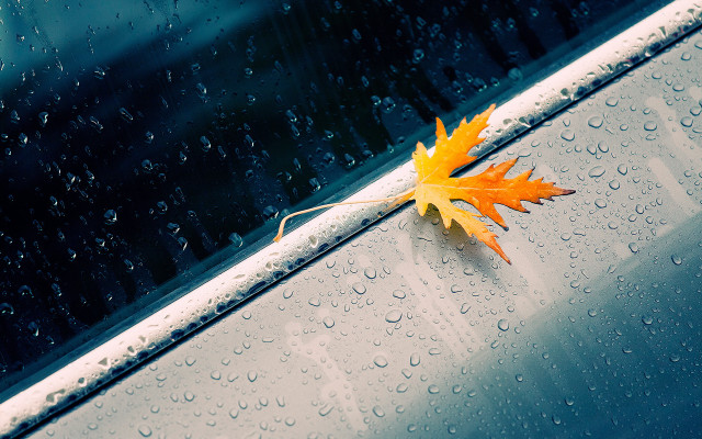 Leaf car window rain water free wallpaper for desktop - medium preview image