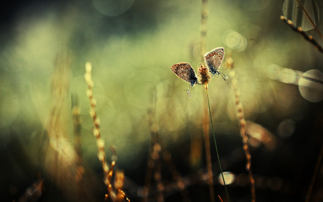Butterflies dew plant bokeh macro free wallpaper for desktop - medium preview image