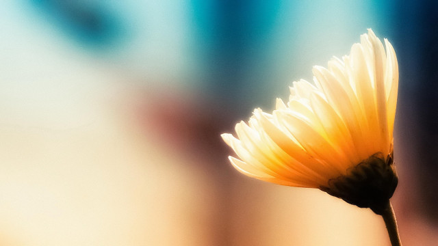 Yellow flower macro gradient sunset free wallpaper for desktop - medium preview image