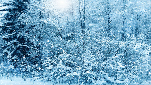 Snowy forest winter cherry blossoms free wallpaper for desktop - medium preview image