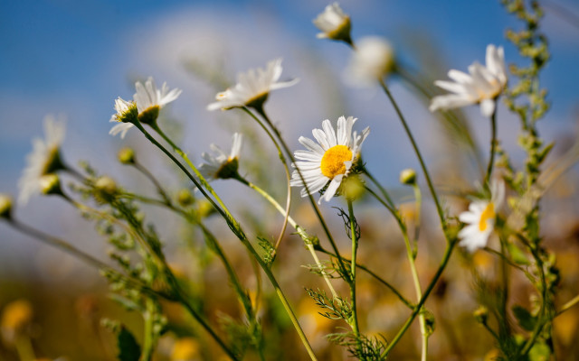 Daisy field blue sky bokeh #2 free wallpaper for desktop - medium preview image