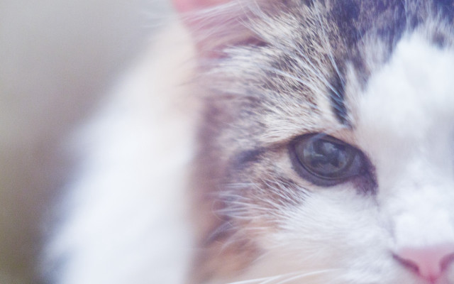 Cat closeup impressionism blurry background free wallpaper for desktop - medium preview image