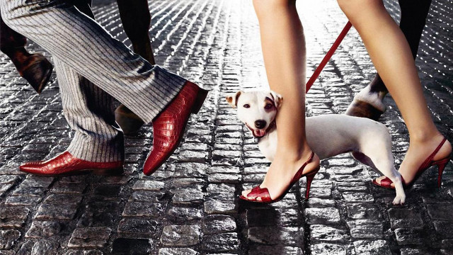 Dog leash brick street onlookers free wallpaper for desktop - medium preview image