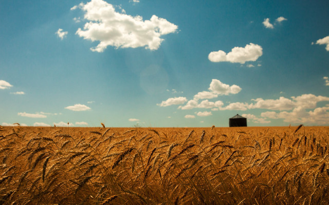 Wheat field barn blue sky free wallpaper for desktop - medium preview image